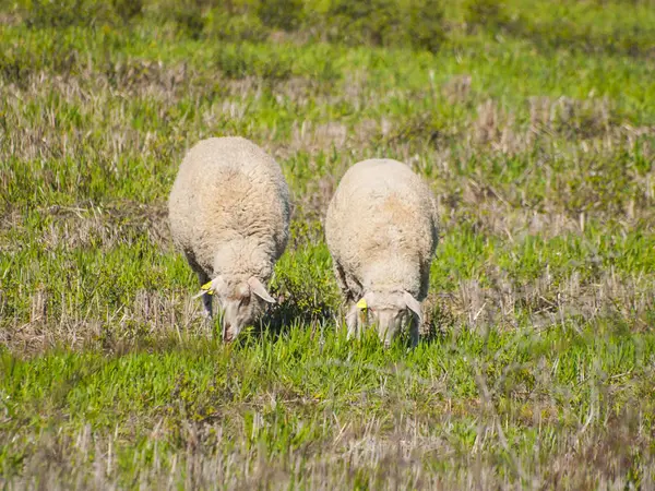 Schafe Die Tagsüber Auf Dem Land Weiden Salamanca Spanien — Stockfoto