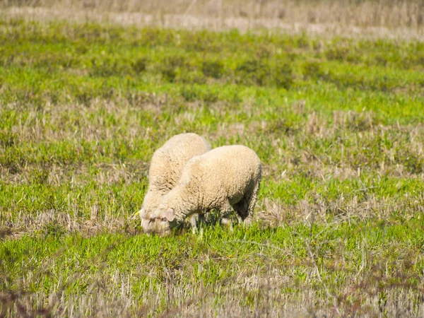 Owce Pasące Się Wsi Ciągu Dnia Salamanca Hiszpania — Zdjęcie stockowe