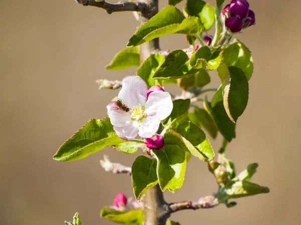 Hermoso Manzano Flor Cerca — Foto de Stock