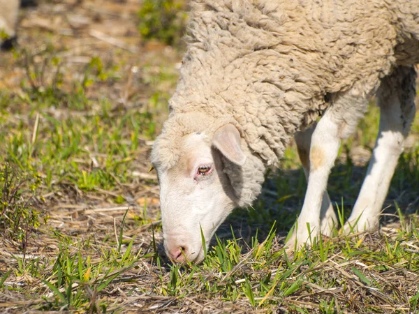 Schafe Starren Gras Auf Der Wiese Spanien — Stockfoto