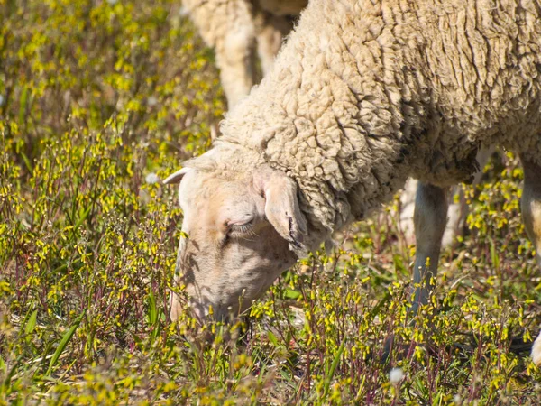 Schafe Starren Gras Auf Der Wiese Spanien — Stockfoto