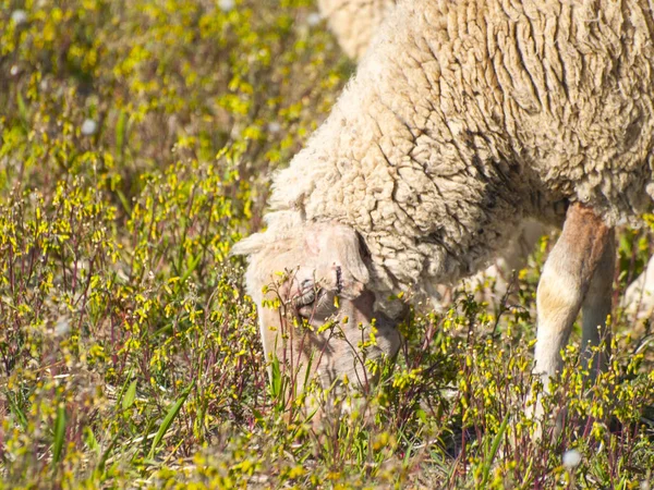 Вівці Дивлячись Трава Лузі Іспанія — стокове фото