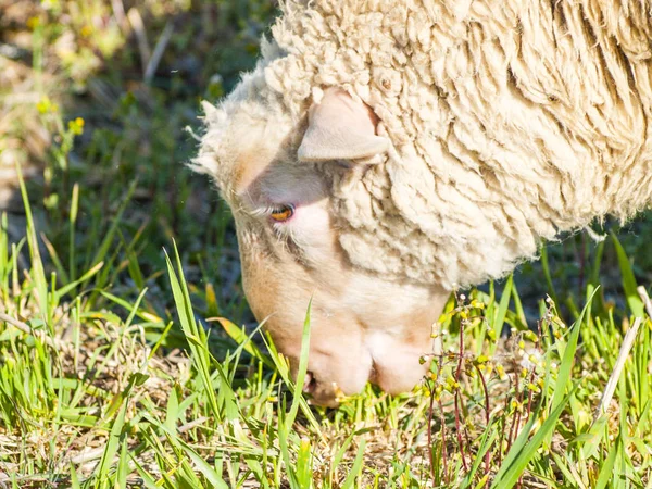 Schafe Starren Gras Auf Der Wiese Spanien — Stockfoto