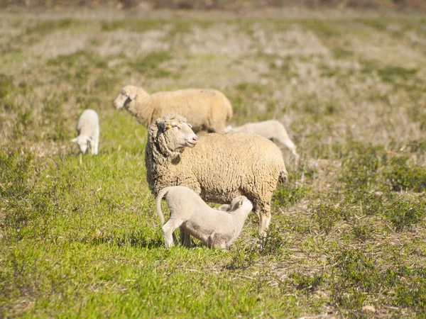 Schafe Die Tagsüber Auf Dem Land Weiden Salamanca Spanien — Stockfoto