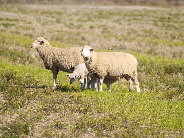 Schafe Die Tagsüber Auf Dem Land Weiden Salamanca Spanien — Stockfoto