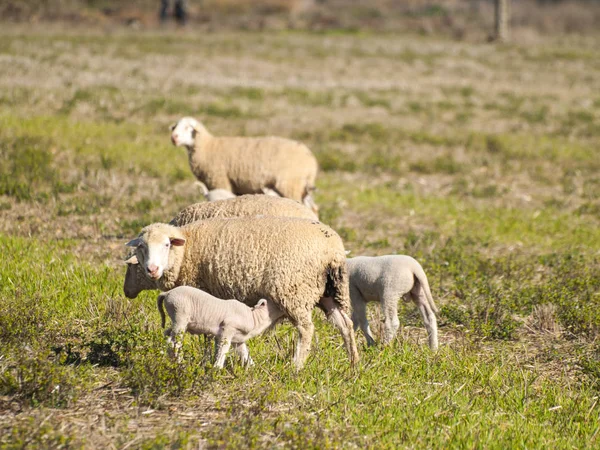 Вівці Дивлячись Трава Лузі Іспанія — стокове фото