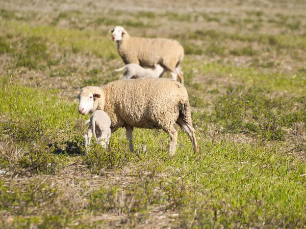 Schafe Die Tagsüber Auf Dem Land Weiden Salamanca Spanien — Stockfoto
