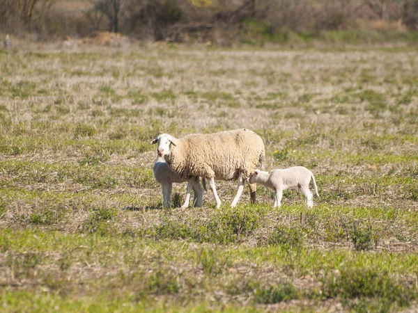 Sheep Grazing Countryside Daytime Salamanca Spain — Stock Photo, Image