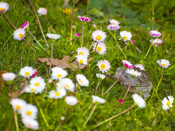 Spring Wildflowers Field — Stock Photo, Image