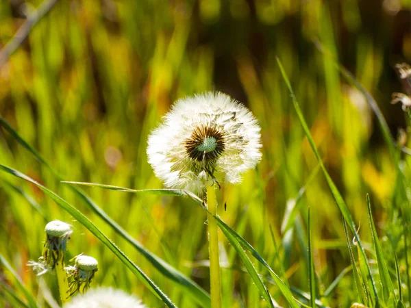 Beautiful Dandelion Plant Close — Stock Photo, Image