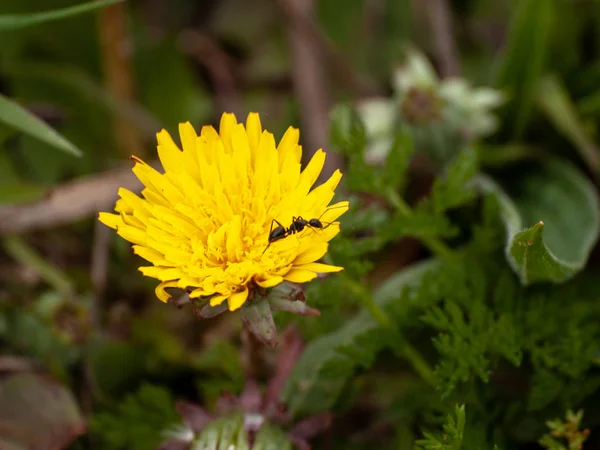 Mooie Paardebloem Bloem Mier Close — Stockfoto