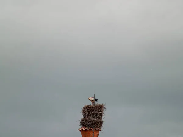 Cigogne dans son nid — Photo