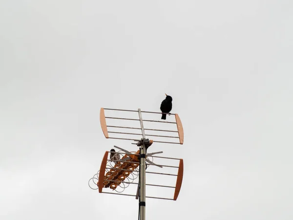 Bird Perching Antenna Wild Life — Stock Photo, Image