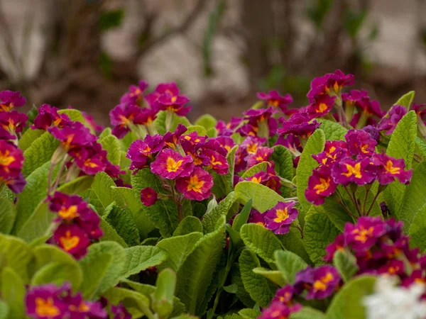 Blommande Blommor Trädgården — Stockfoto