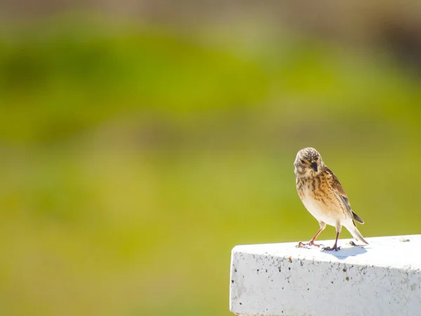 Vogel Sitzt Auf Dem Zaun — Stockfoto