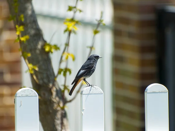 Vogel Sitzend Aus Nächster Nähe Wildes Leben — Stockfoto