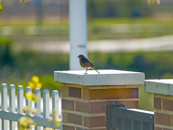 Vogel Sitzt Auf Dem Zaun — Stockfoto