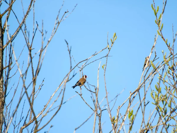 Schöner Vogel Der Auf Einem Baum Sitzt — Stockfoto