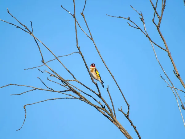 Pássaro Bonito Pousando Uma Árvore — Fotografia de Stock