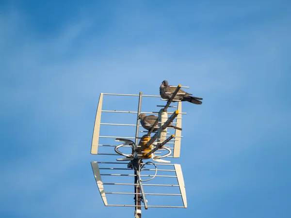 Fåglar Sittande Antenn Närbild Vilda Djur — Stockfoto