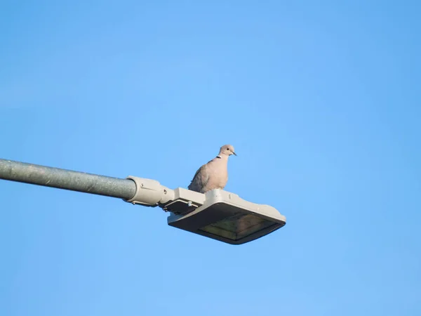 Galamb Madár Lámpán Közelről Vad Élet — Stock Fotó