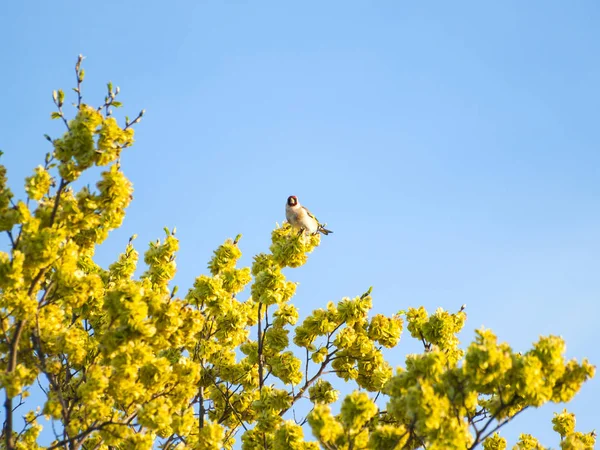 Vogeltje Een Boomtak — Stockfoto