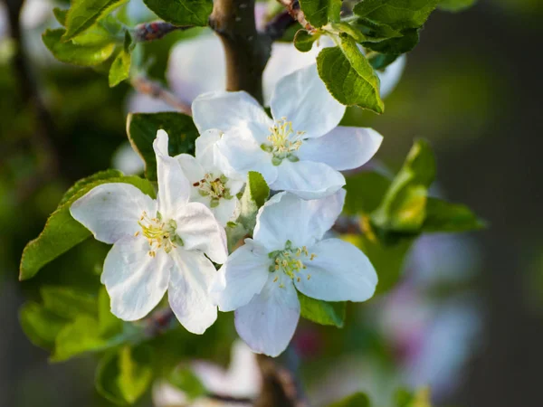 Beautiful Blooming Apple Tree Close — Stock Photo, Image