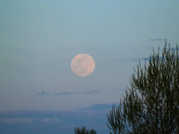树木上方的天空中满月 — 图库照片