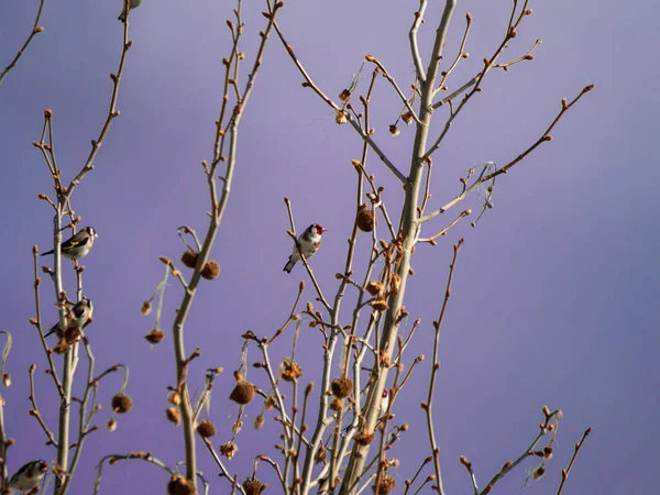 Aves Posadas Ramas Árboles — Foto de Stock