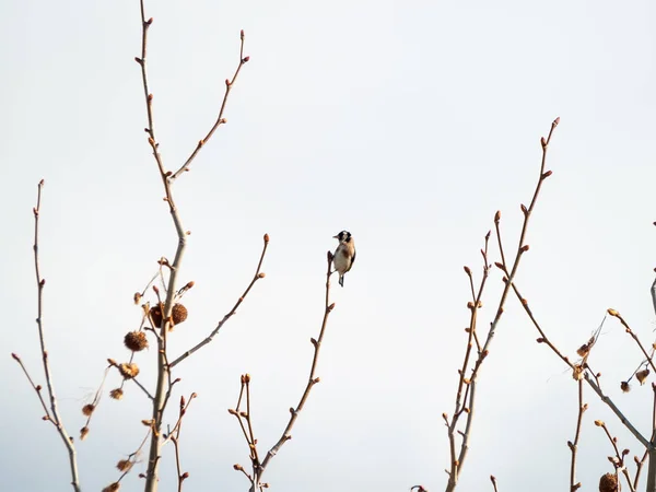 Птах Всмоктується Гілці Дерева — стокове фото