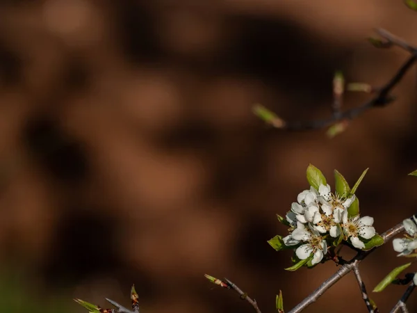Apis mellifera - Abelha polinizando uma cerejeira ao florescer na primavera — Fotografia de Stock