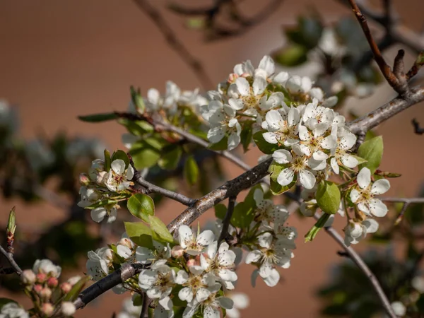 Apis mellifera - včela opyluje třešeň na kvetoucí na jaře — Stock fotografie