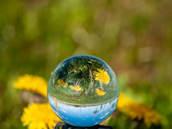 Reflecties Van Paardebloemen Een Tuin Lente Een Kristallen Bol — Stockfoto