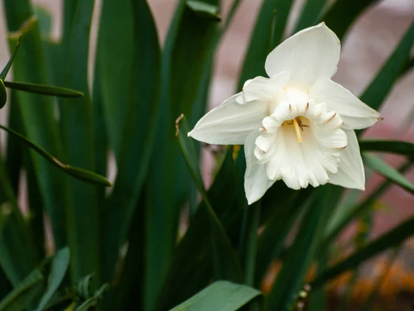 Hermosa Flor Primavera Cerca — Foto de Stock