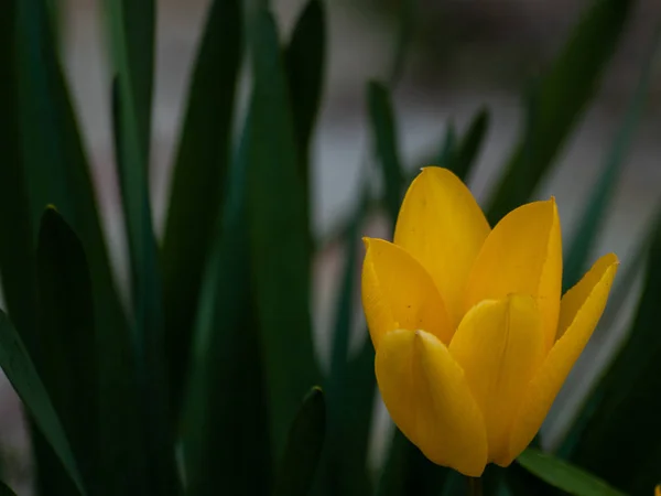 Güzel Bahar Çiçeği Yakın Çekim — Stok fotoğraf