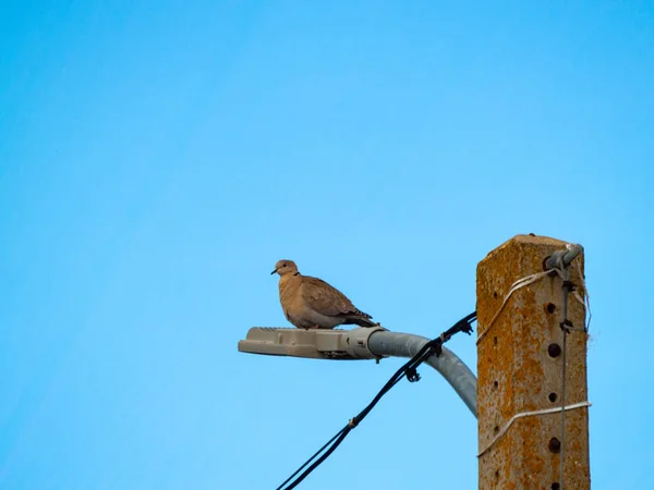 Oiseau Perché Sur Lampe Gros Plan Vie Sauvage — Photo