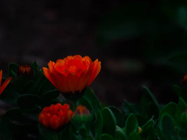 Floraison Fleurs Dans Jardin — Photo