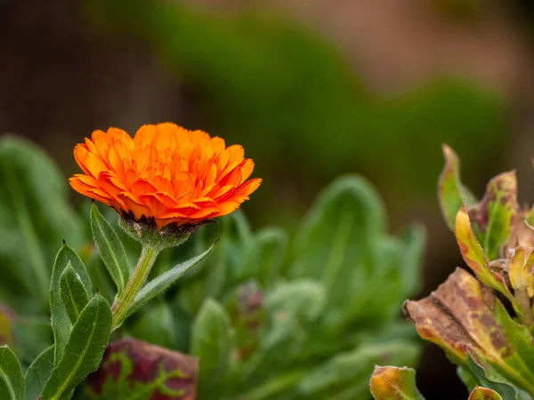 Schöne Sommerblume Aus Nächster Nähe — Stockfoto