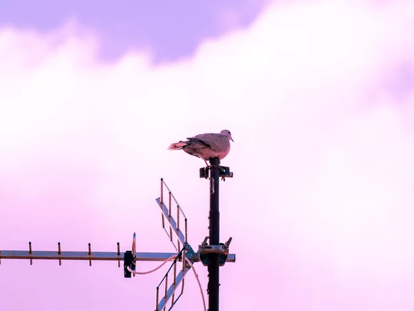 Bird Sitting Antenna — Stock Photo, Image