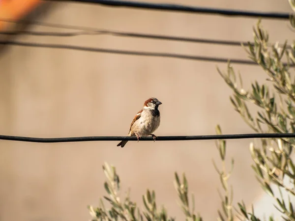 Kuş Perching Yakın Çekim Vahşi Hayat — Stok fotoğraf