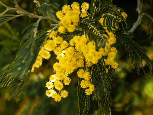 Beau Fond Fleurs Mimosa Jaune Vif — Photo