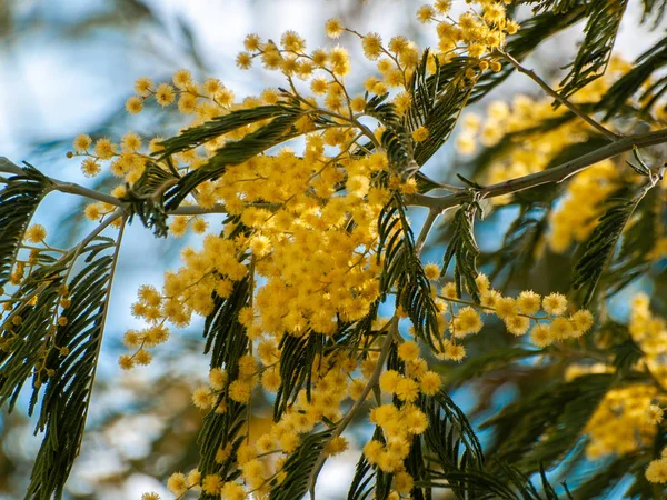 Beau Fond Fleurs Mimosa Jaune Vif — Photo
