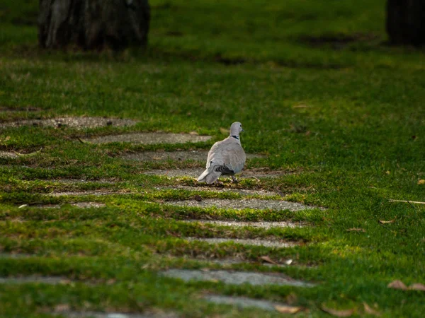 yeşil çimenler üzerinde güvercin kuş, yakın