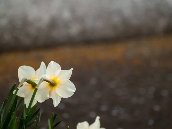 Fermer Narcisse Printanier Dans Jardin Jour — Photo