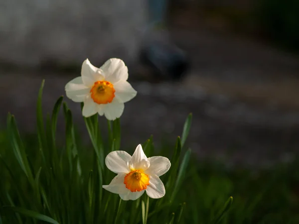 Bahar Nergis Bahçede Gündüz Yakın Çekim — Stok fotoğraf