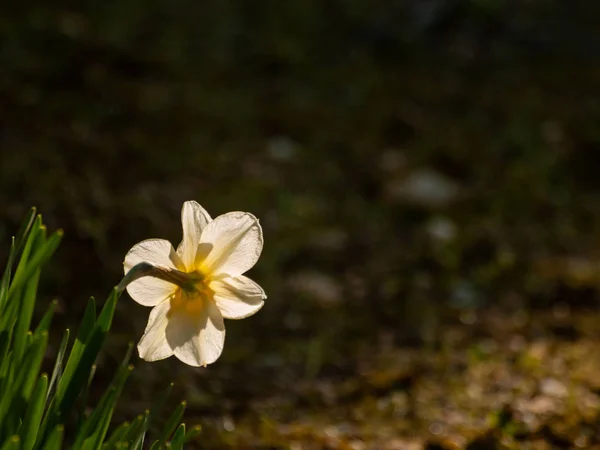 Primer Plano Primavera Narciso Jardín Durante Día — Foto de Stock