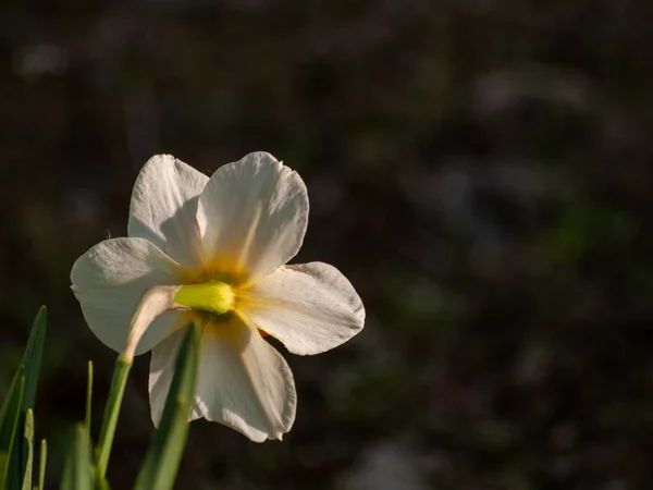 Close Spring Narcissus Garden Daytime — Stock Photo, Image