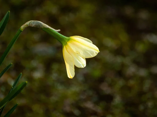 Bela Flor Primavera Perto — Fotografia de Stock