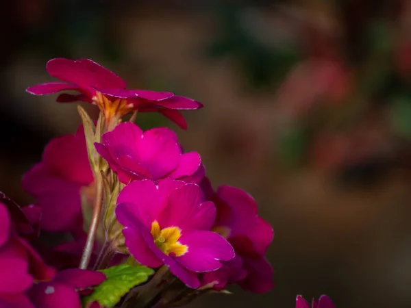 Floraison Fleurs Dans Jardin — Photo