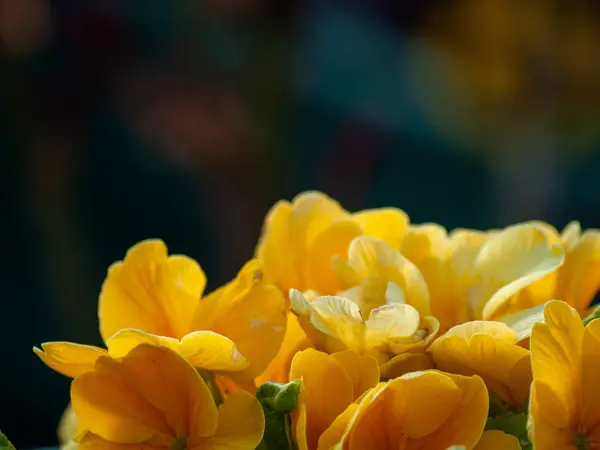 Blühende Blumen Garten — Stockfoto